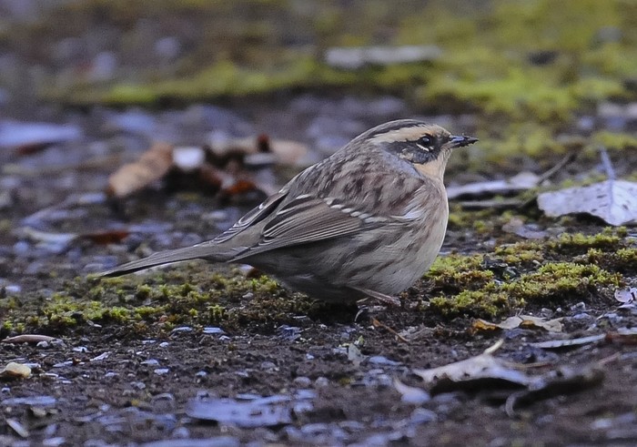 Siberian Accentor