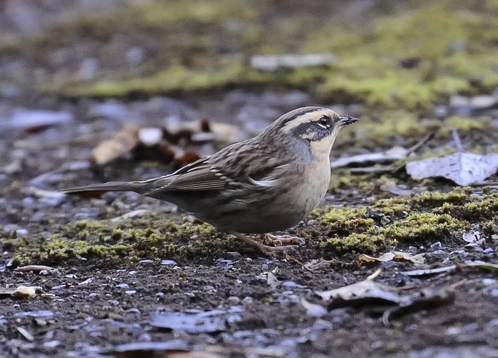 Siberian Accentor