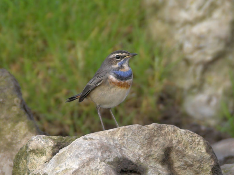 Bluethroat
