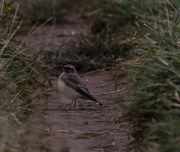 Pied Wheatear