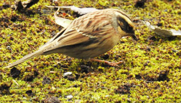 Siberian Accentor