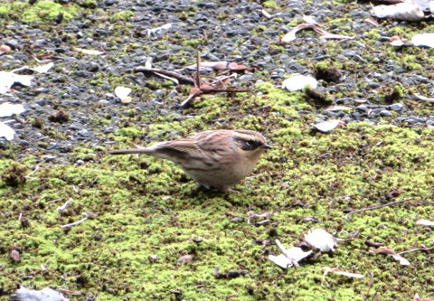 Siberian Accentor