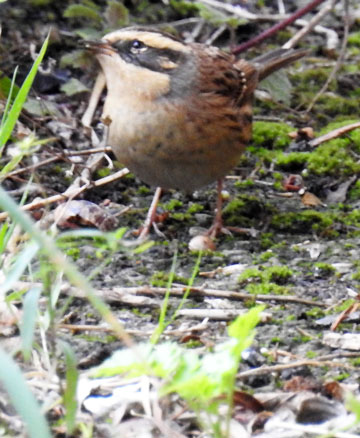 Siberian Accentor
