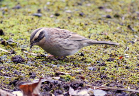 Siberian Accentor