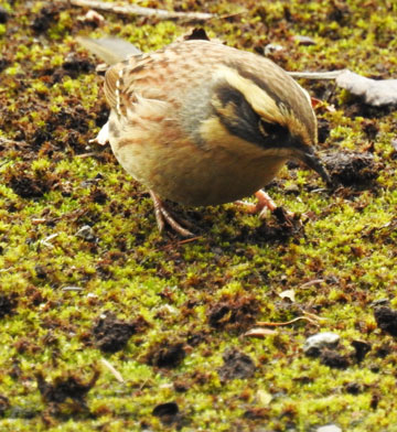 Siberian Accentor