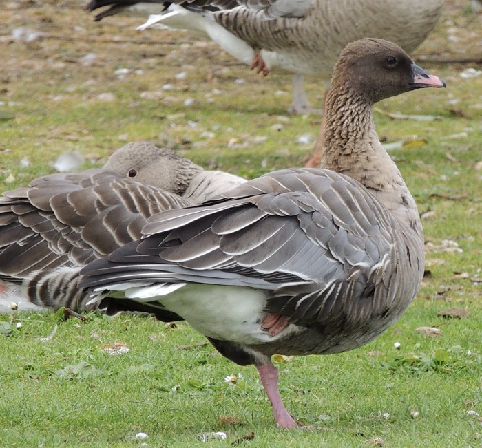 Pink-footed Goose