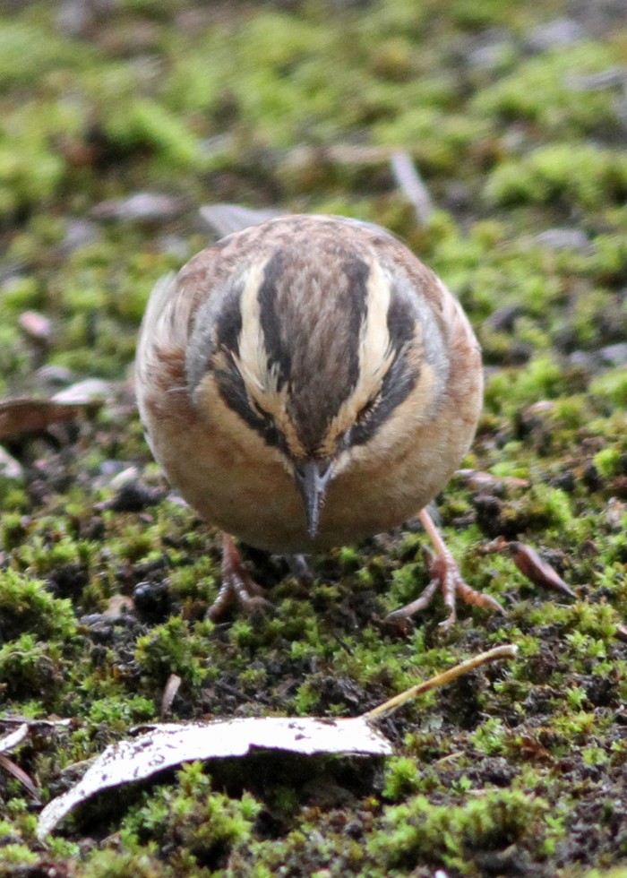 Siberian Accentor