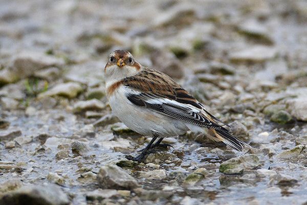 Snow Bunting