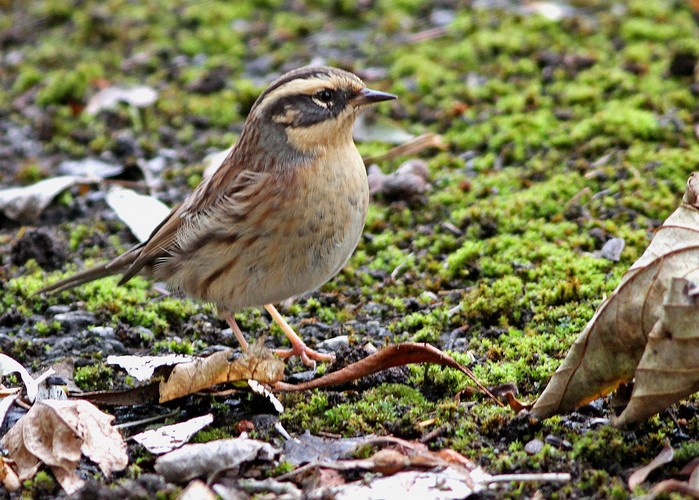 Siberian Accentor
