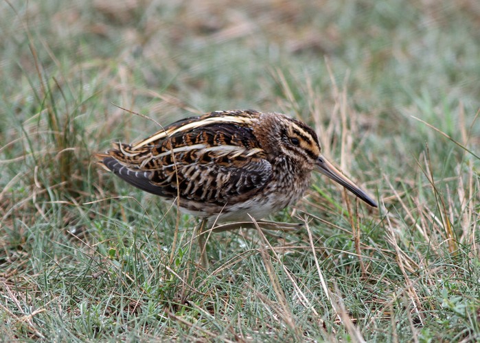 Jack Snipe