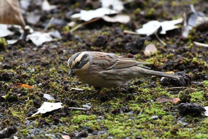 Siberian Accentor