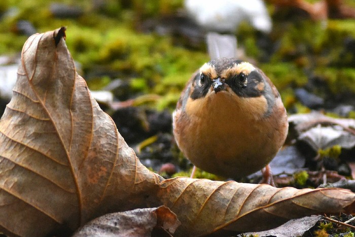 Siberian Accentor
