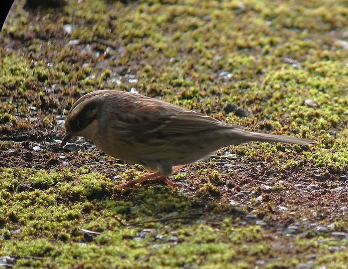 Siberian Accentor