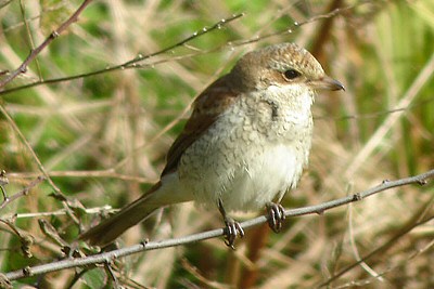 Red-backed Shrike