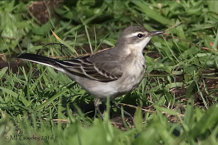 Eastern Yellow Wagtail