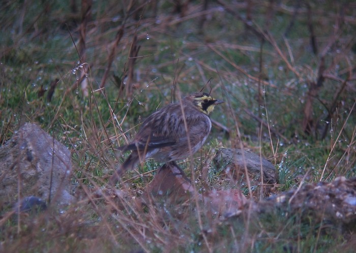 Shorelark