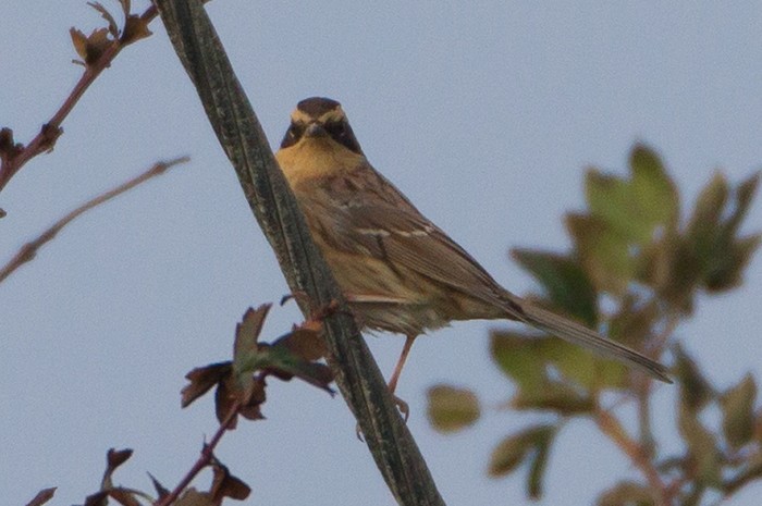 Siberian Accentor