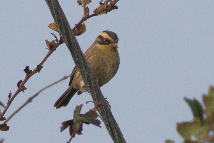 Siberian Accentor