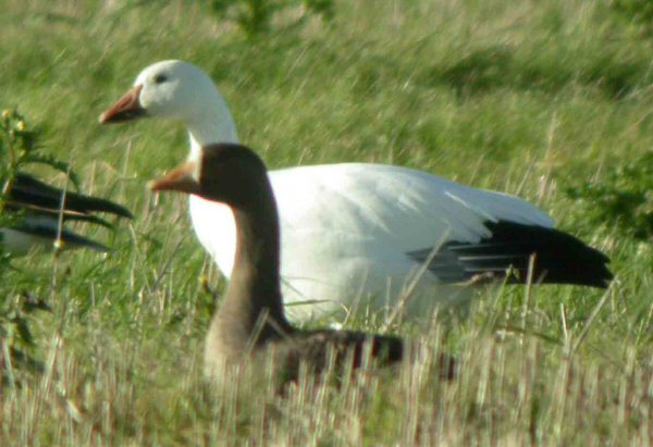 Snow Goose