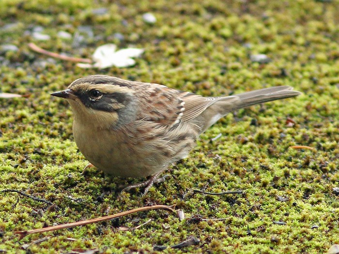 Siberian Accentor