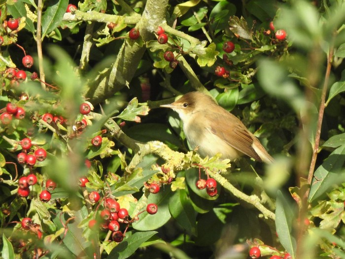 Reed Warbler