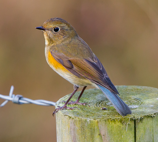 Red-flanked Bluetail