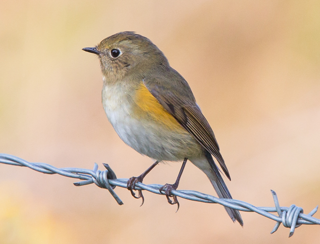 Red-flanked Bluetail