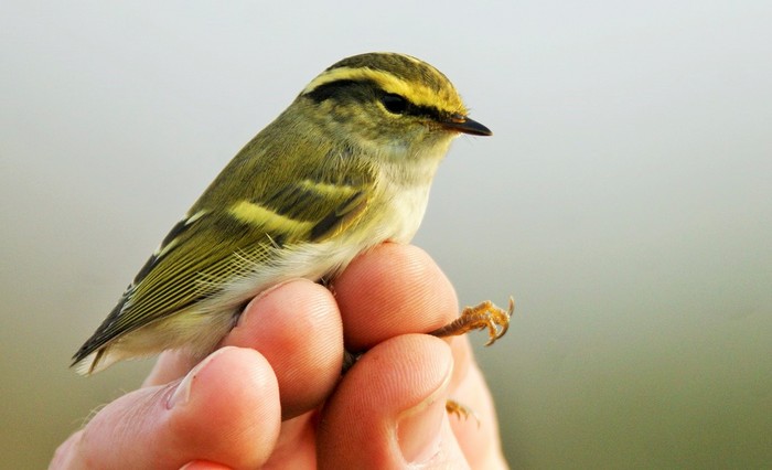 Pallas's Warbler