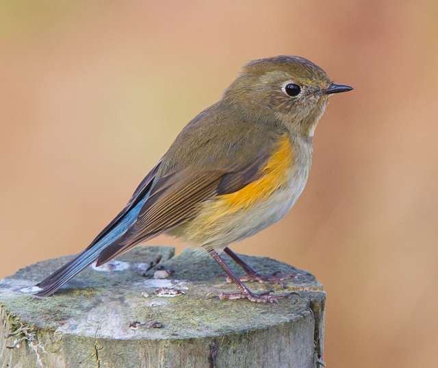 Red-flanked Bluetail