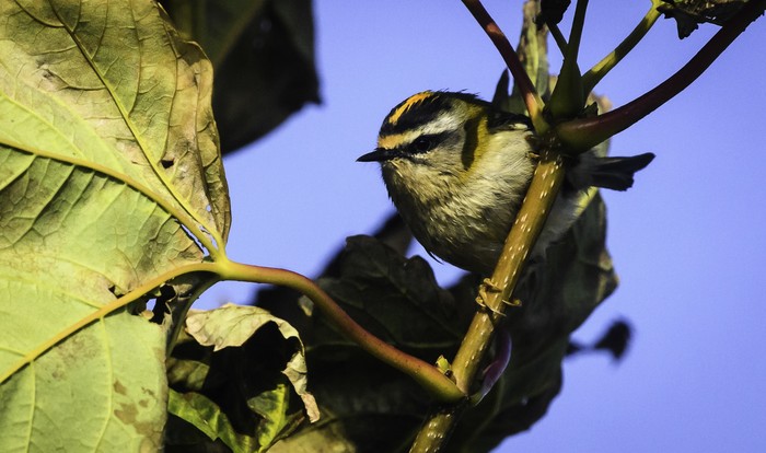 Firecrest