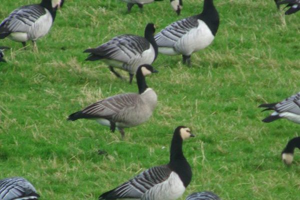Richardson's Canada Goose