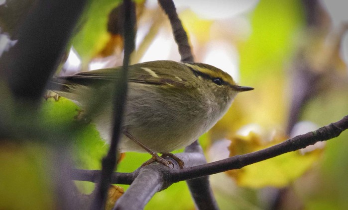 Pallas's Warbler