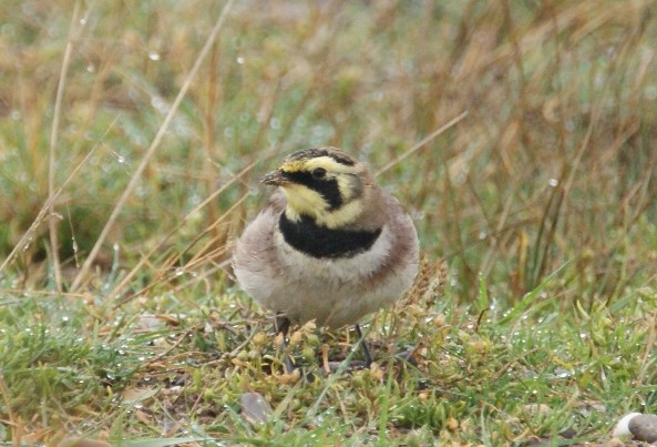 Shorelark