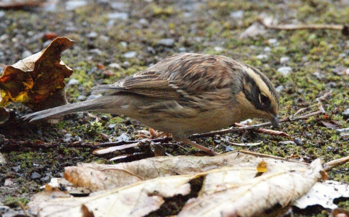 Siberian Accentor