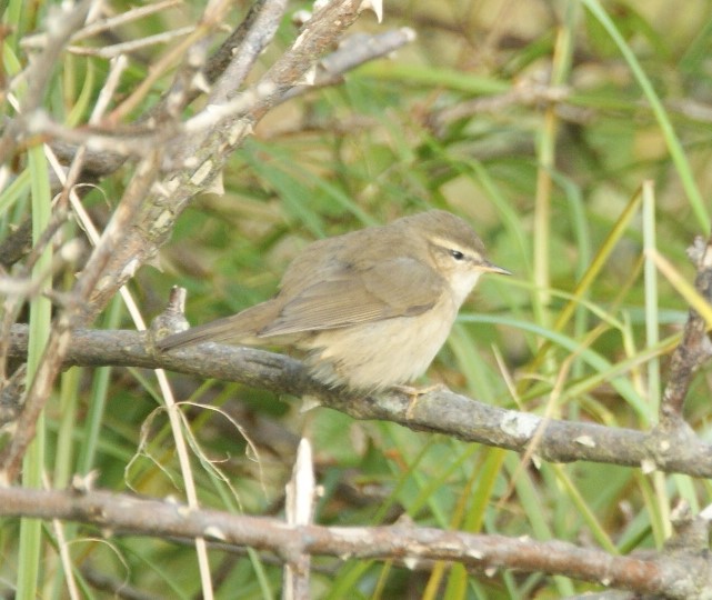 Dusky Warbler
