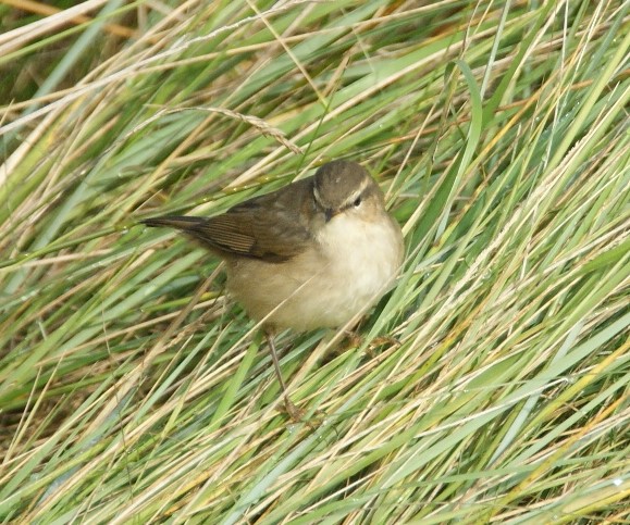 Dusky Warbler