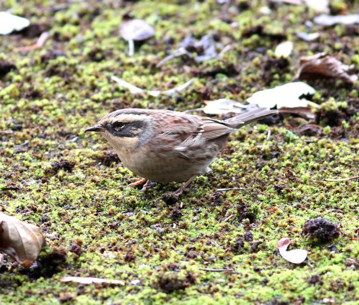 Siberian Accentor
