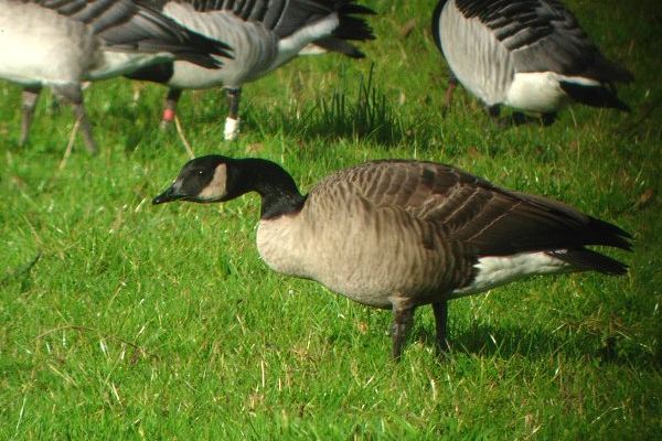 Lesser Canada Goose