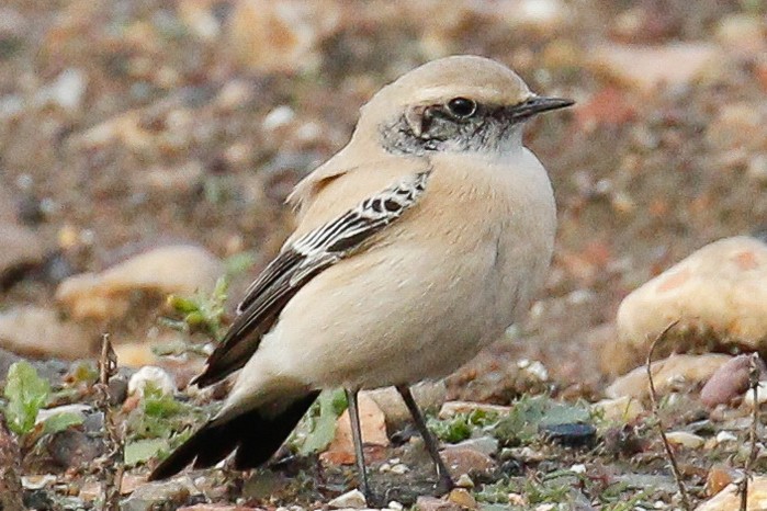 Desert Wheatear