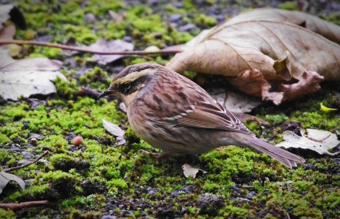 Siberian Accentor
