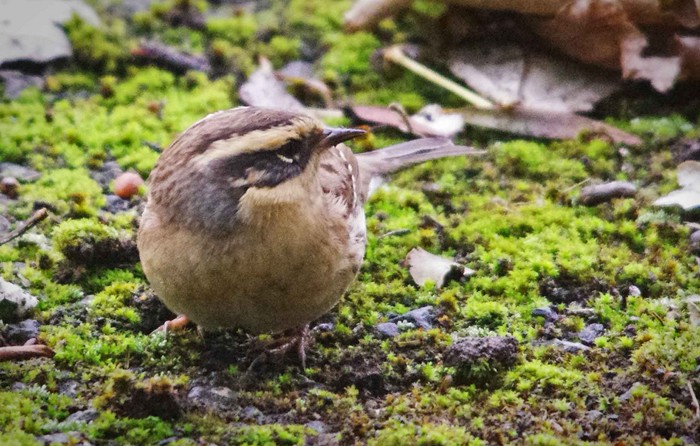 Siberian Accentor