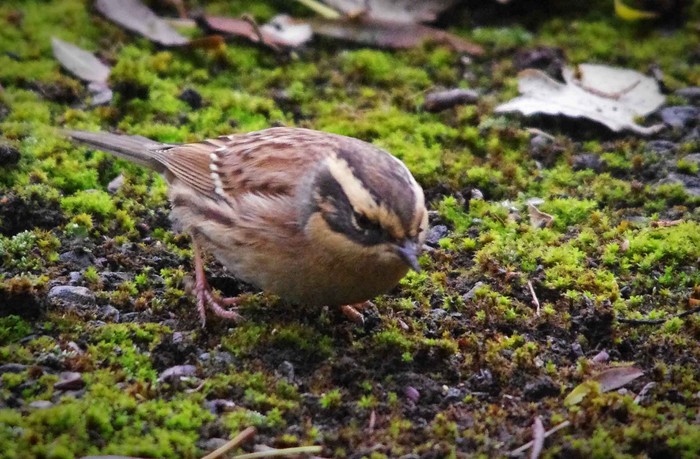 Siberian Accentor