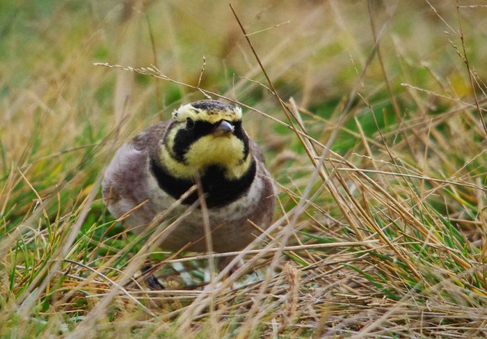Shorelark