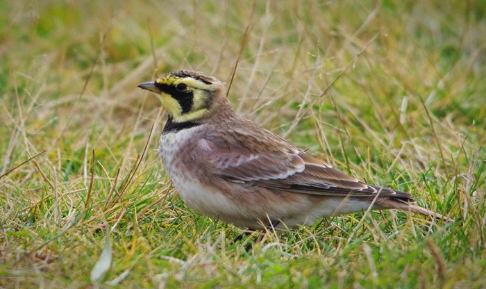 Shorelark