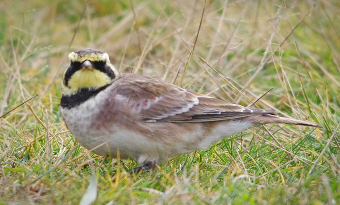 Shorelark