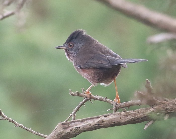 Dartford Warbler