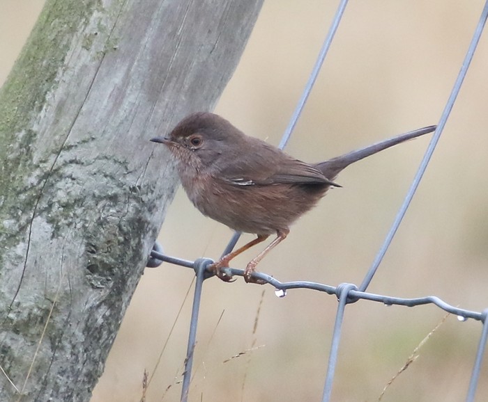 Dartford Warbler