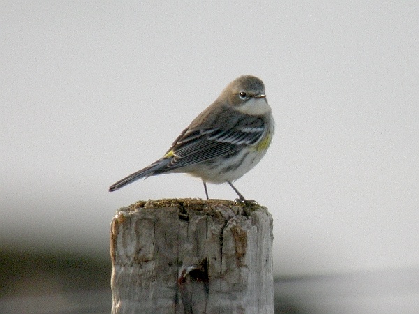 Myrtle Warbler