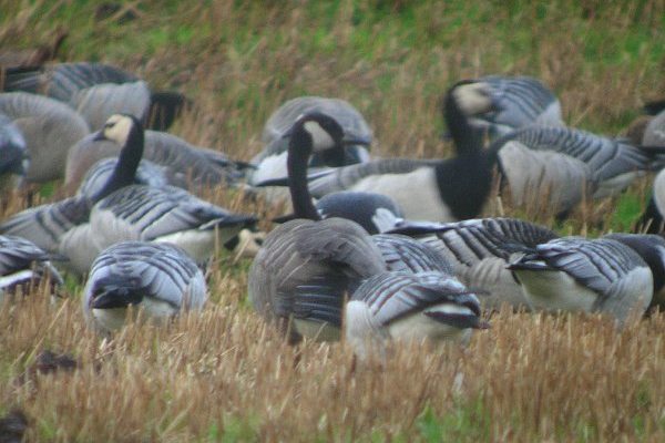 Todd's Canada Goose