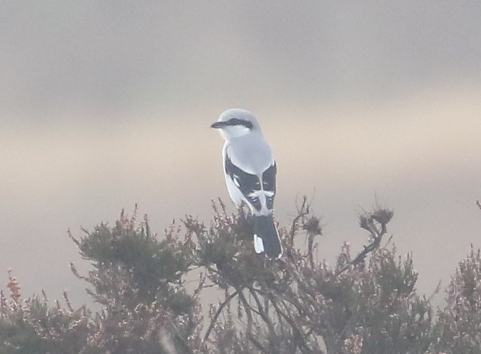 Great Grey Shrike